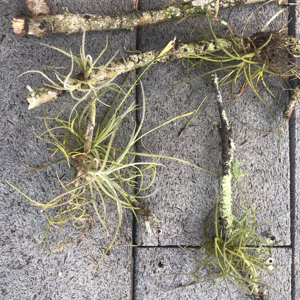 Plants Assorted Tillandsia Air Plant - Bundles